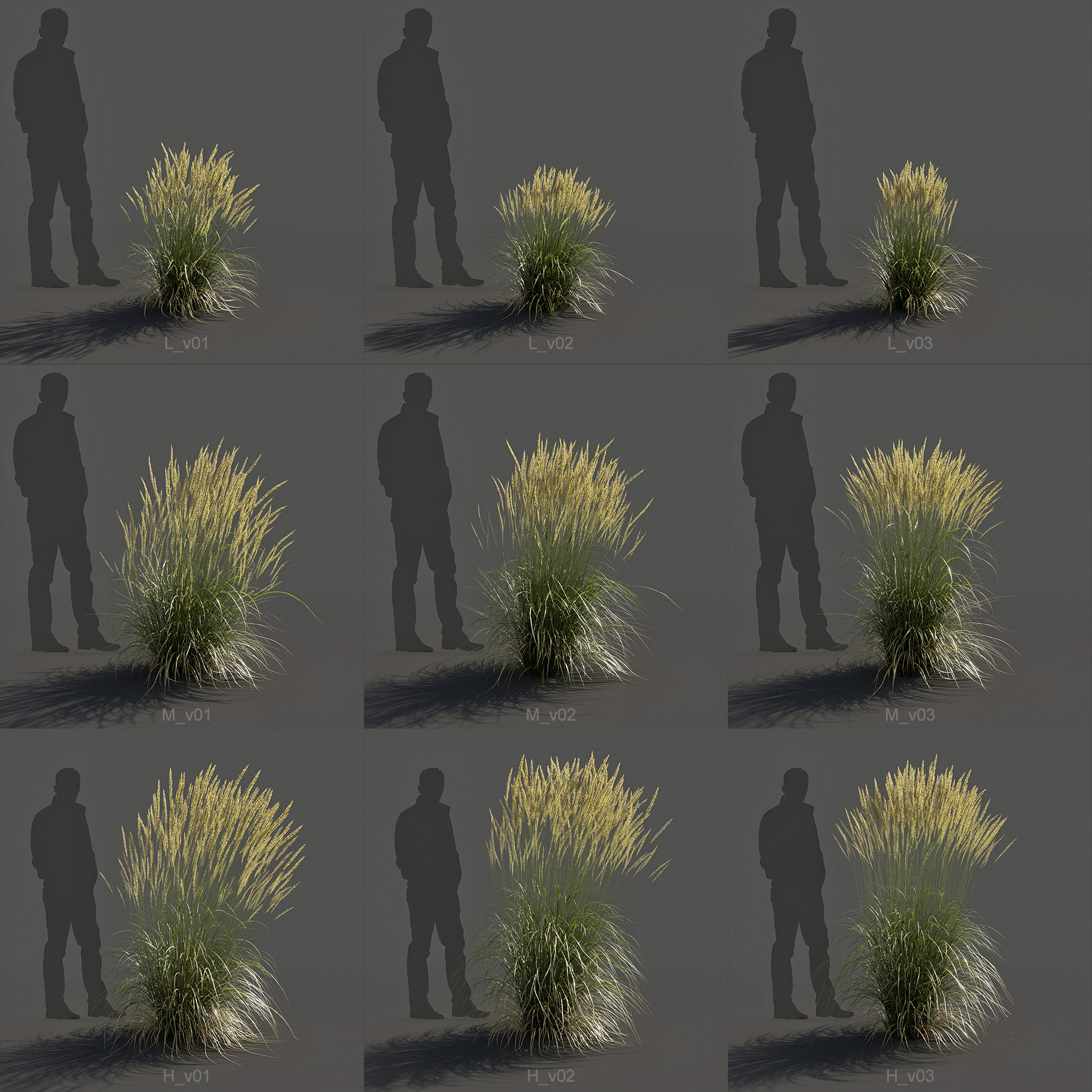 Feather Reed Grass 3D model renders - 'Karl Foerster' - Calamagrostis acutiflora