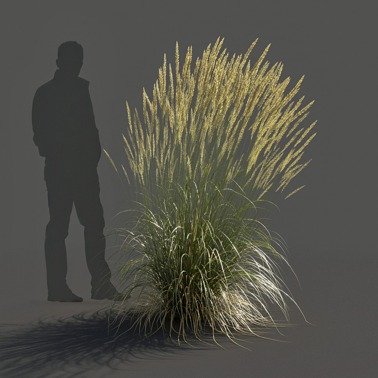 Feather Reed Grass 3D model high_v01 - 'Karl Foerster' - Calamagrostis acutiflora