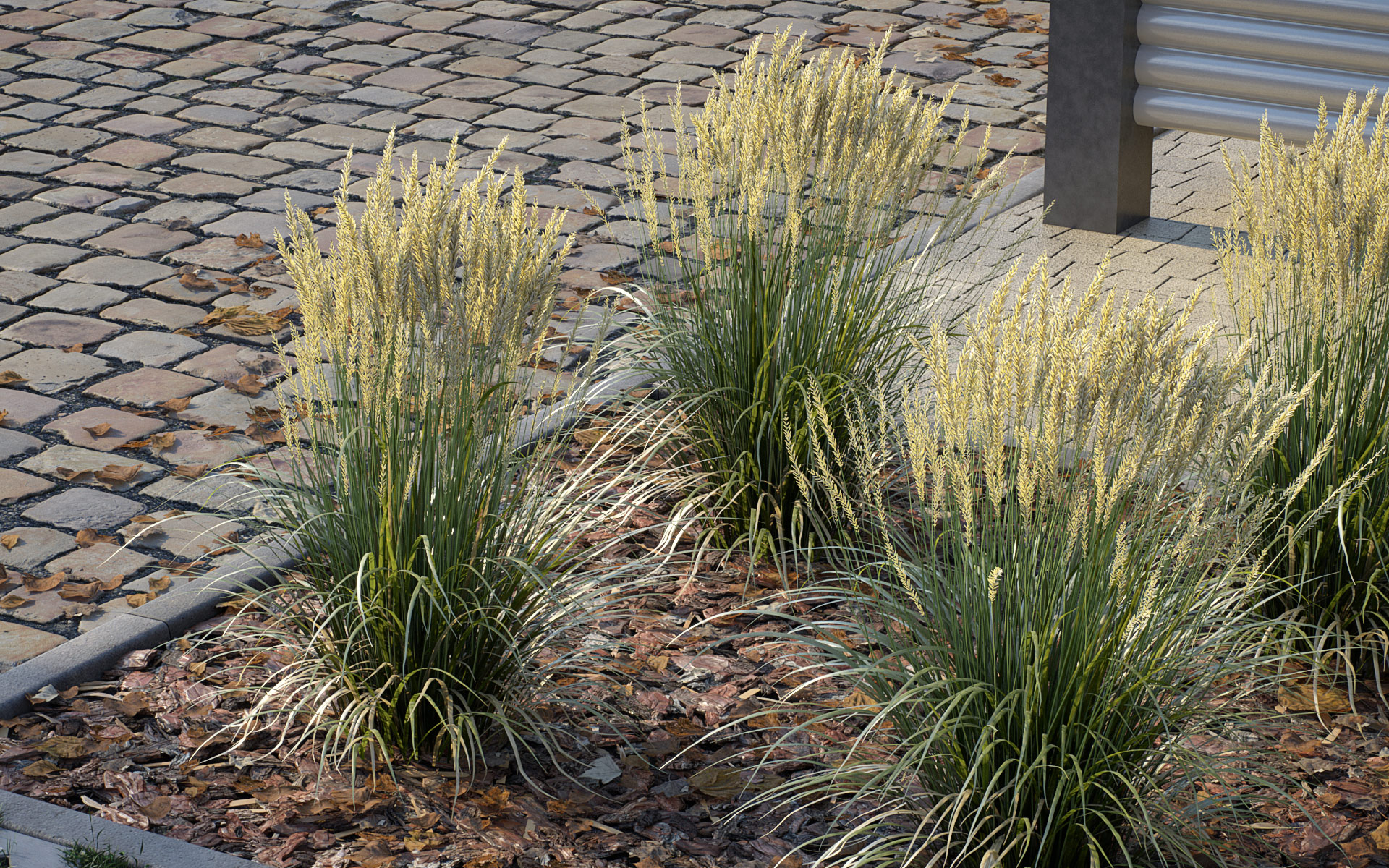 Feather Reed Grass 3D model example3 - 'Karl Foerster' - Calamagrostis acutiflora