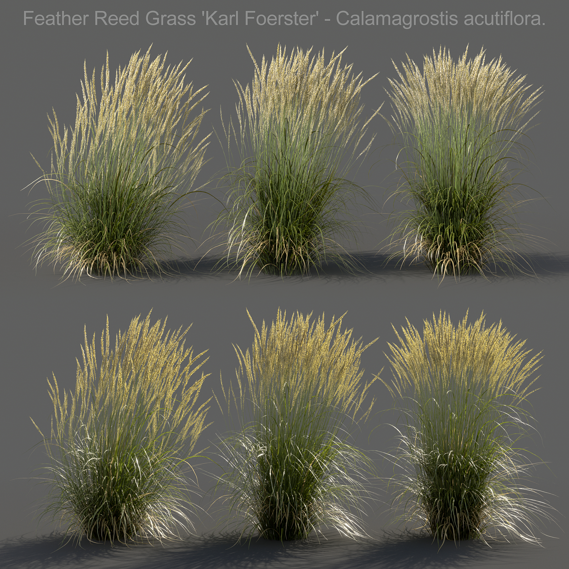 Feather Reed Grass Medium version