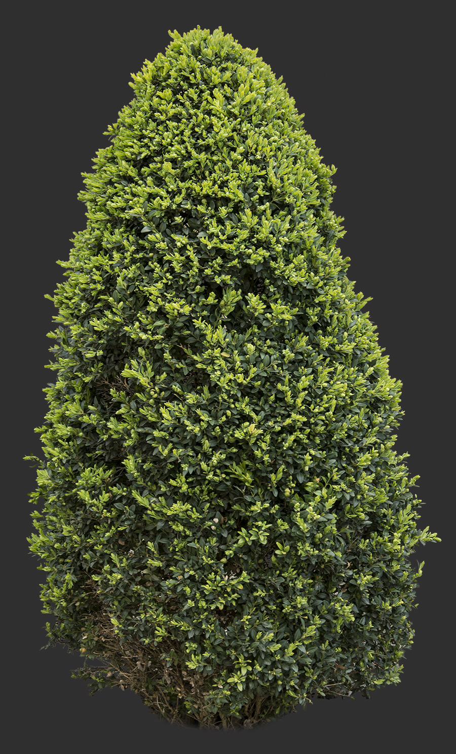 Bush Cutout 02