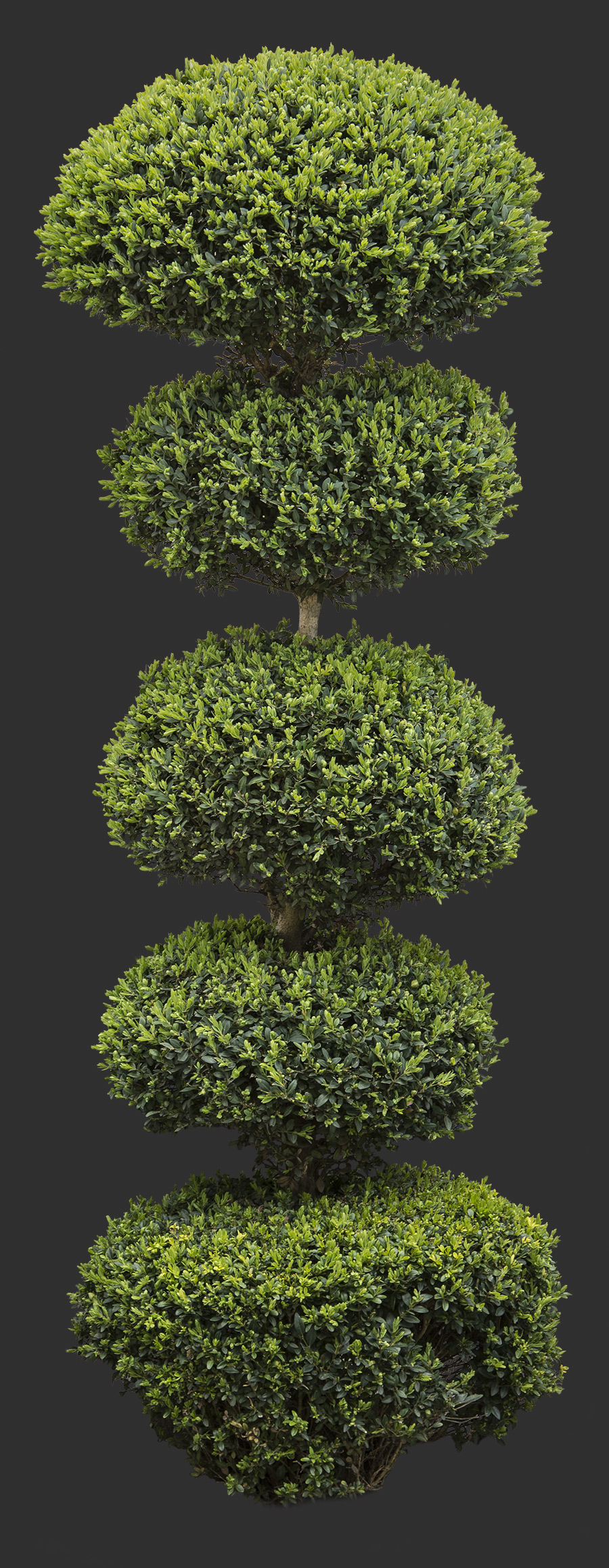 Bush Cutout 03