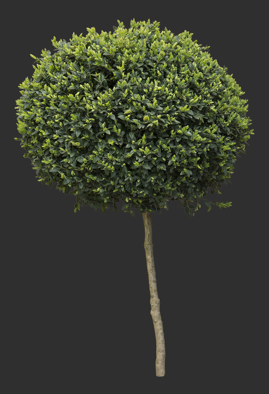 Tree Cutout 02