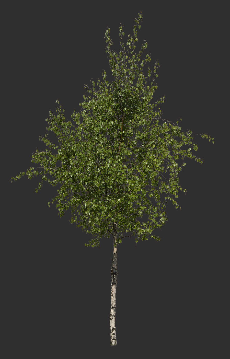 Tree Cutout 04