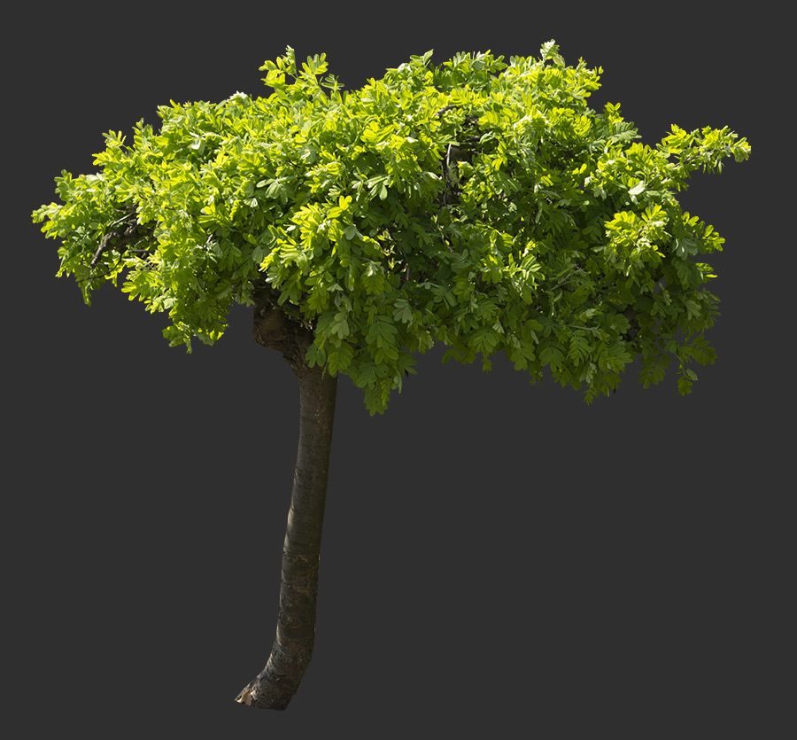 Tree Cutout 06