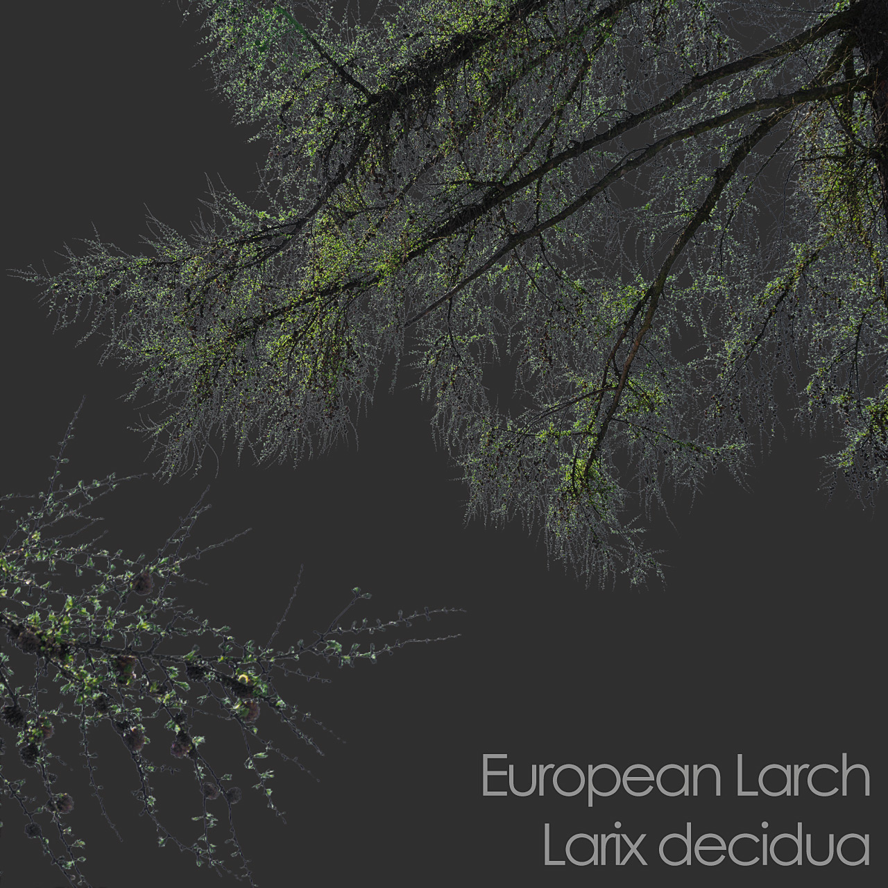 European Larch foreground tree branch cutout