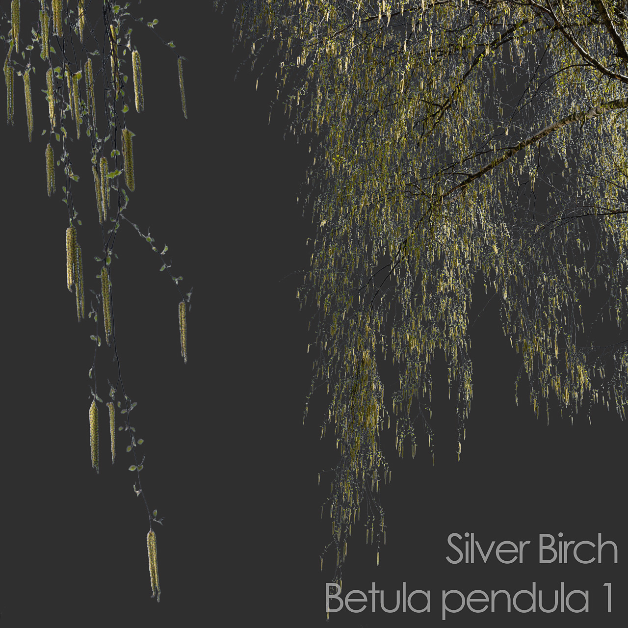 Silver Birch foreground spring tree branch cutout
