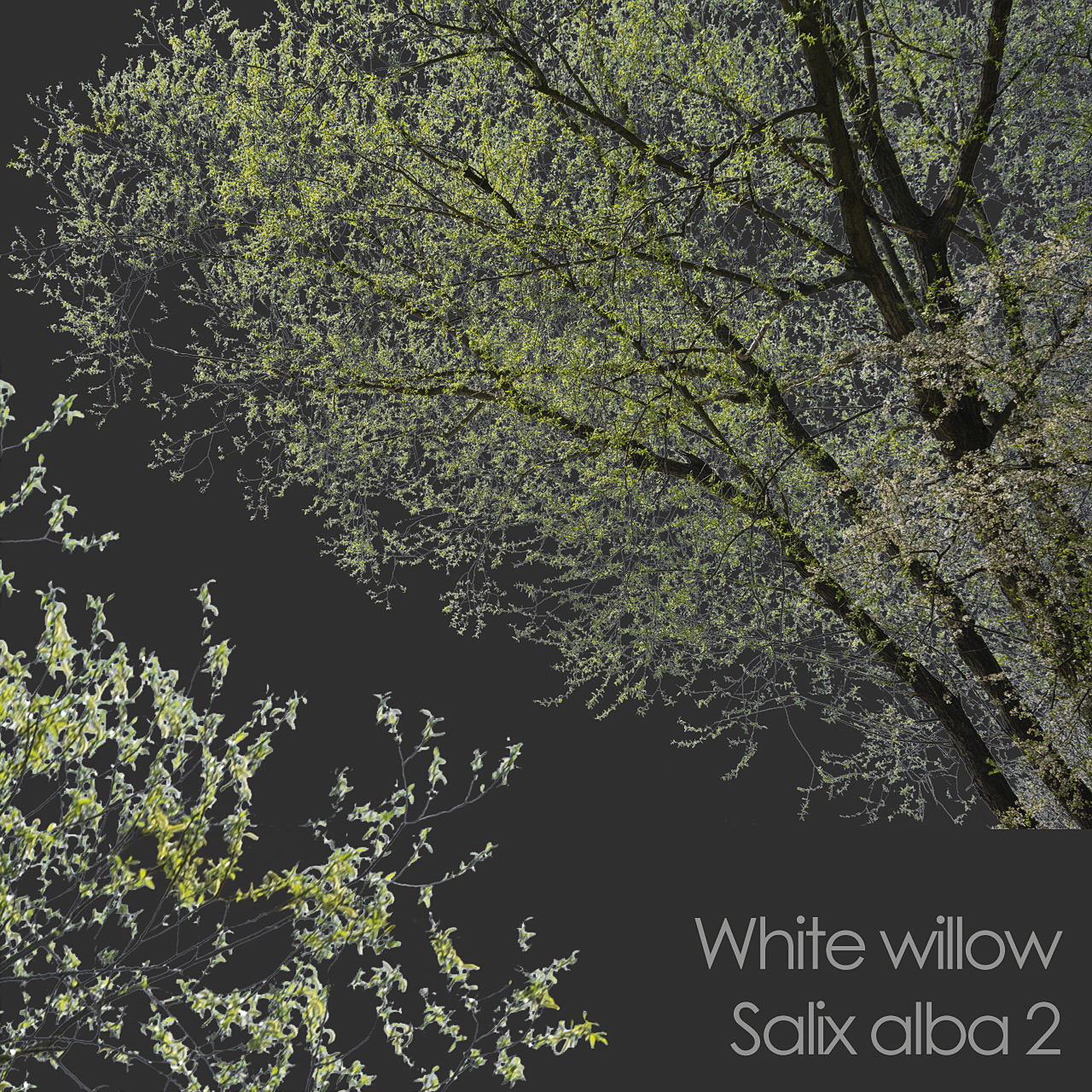 White Willow foreground spring tree branch cutout
