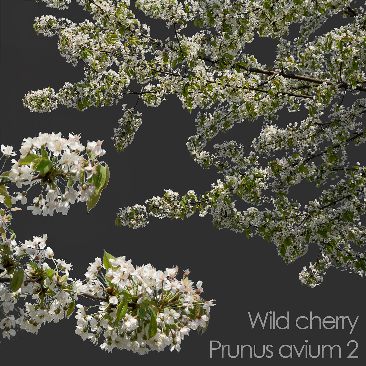 Wild Cherry foreground spring tree branch cutout