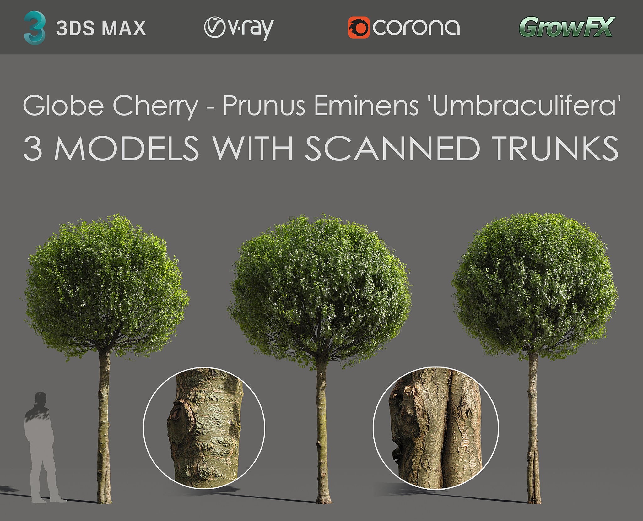Globe Cherry Prunus eminens umbraculifera 3d models with scanned trunk bark