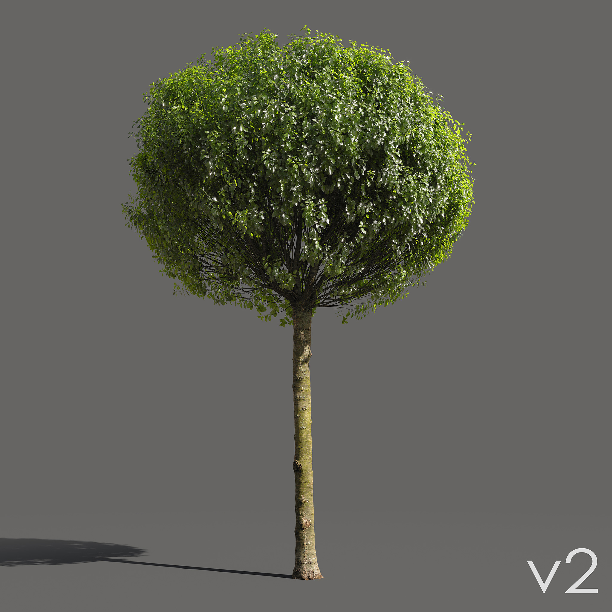 Globe Cherry Prunus eminens umbraculifera 3d models with scanned trunk bark