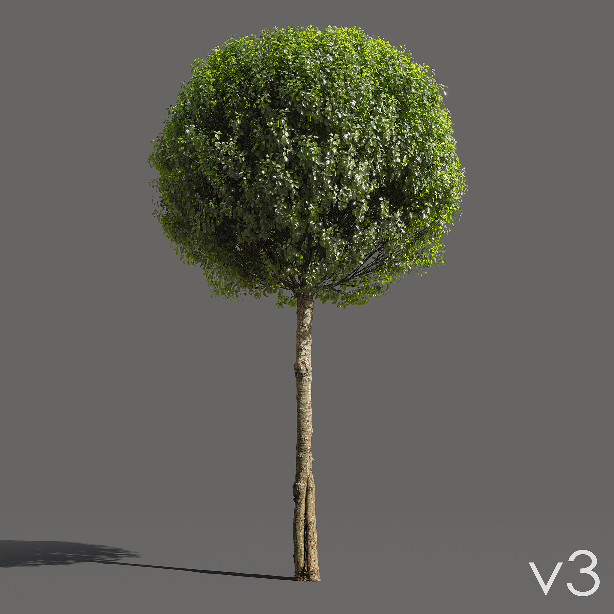 Globe Cherry Prunus eminens umbraculifera 3d models with scanned trunk bark