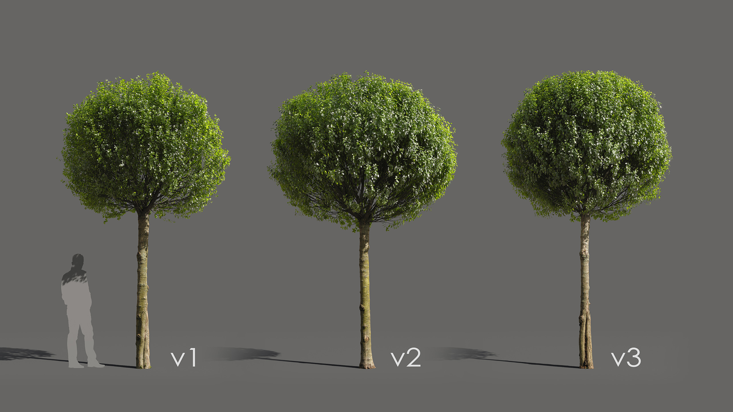 Globe Cherry Prunus eminens umbraculifera 3d models with scanned trunk bark