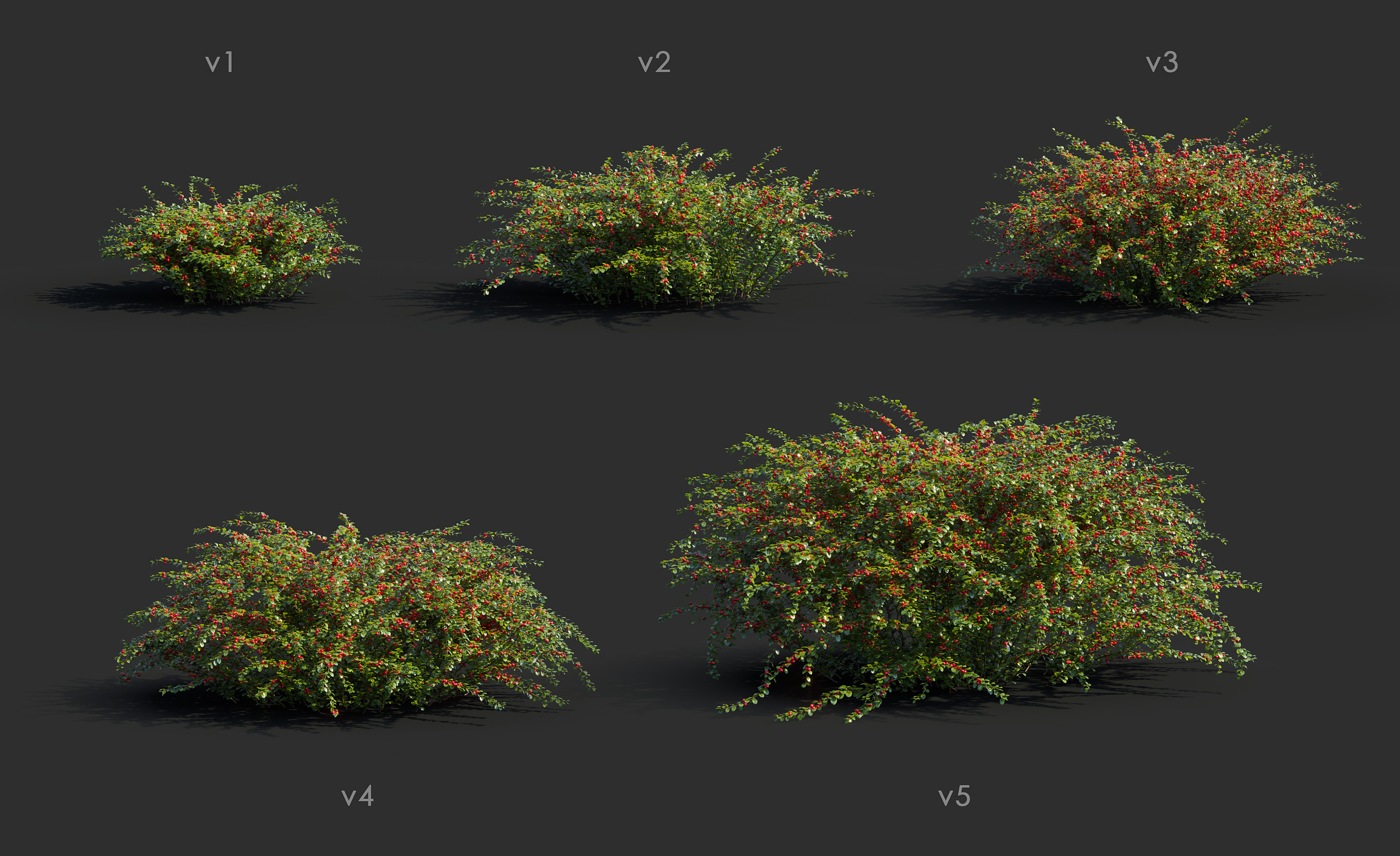 Bearberry Cotoneaster Horizontalis five 3d models